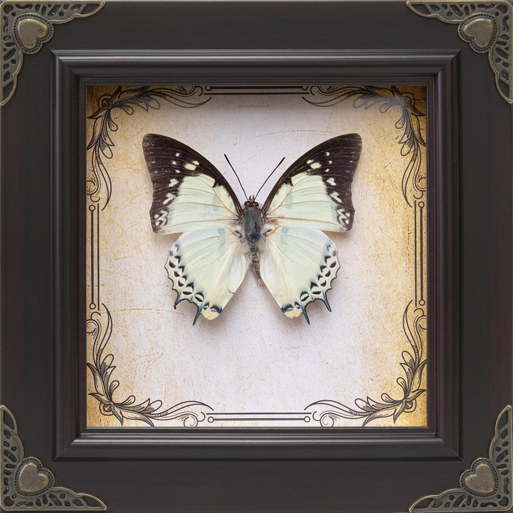 Handmade Real Butterfly Framed with 5 Pieces Gift Set - Gothic Home Decor and Vintage Frame - Butterflies Taxidermy Shadow Box Collection (Great Nawab Butterfly)