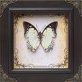 Handmade Real Butterfly Framed with 5 Pieces Gift Set - Gothic Home Decor and Vintage Frame - Butterflies Taxidermy Shadow Box Collection (Great Nawab Butterfly)
