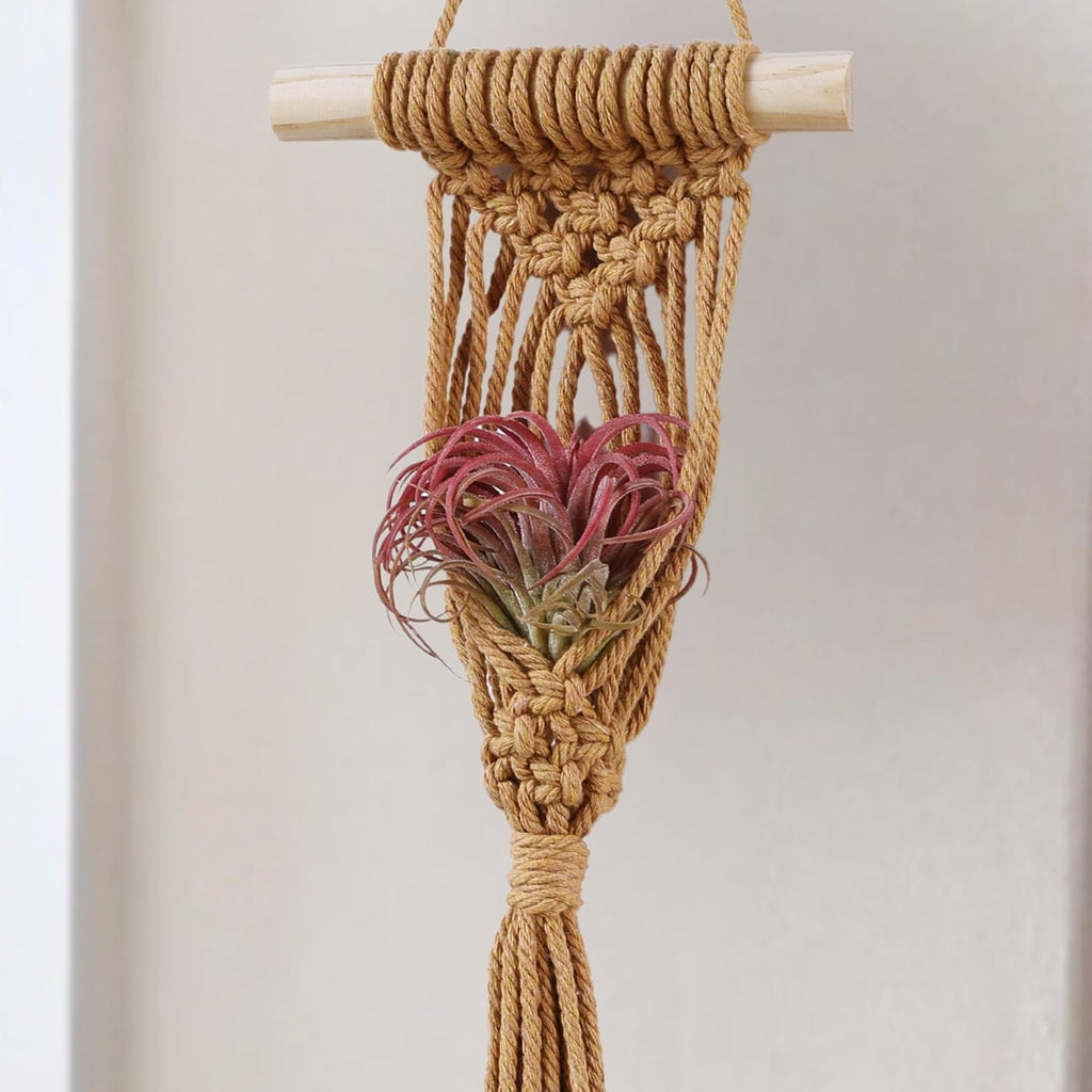 2 Tier 4 Pack Air Plant Holder, Air Plant Wall Hanger