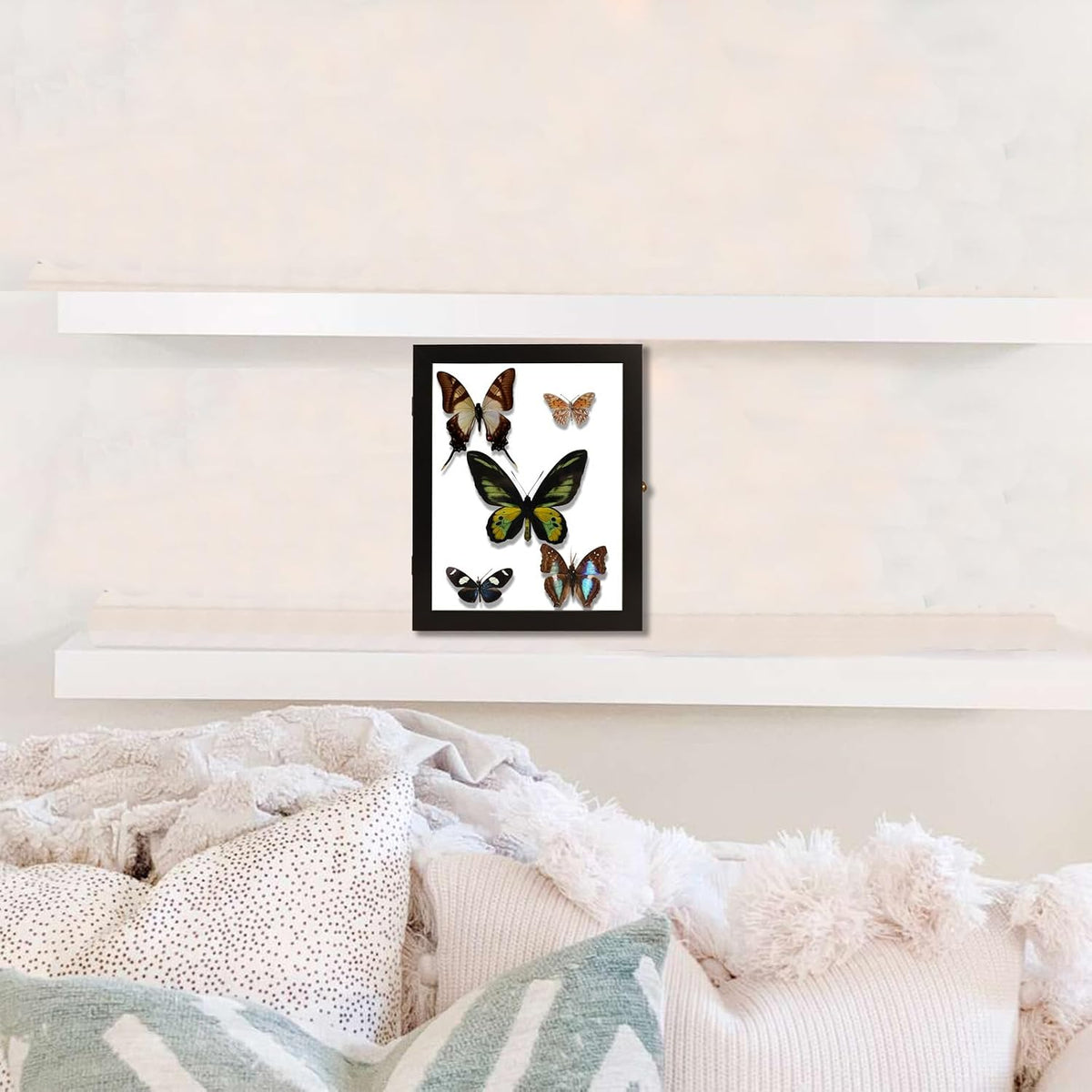 IHEIPYE Insect Display Case Bug Display Collection Box Large Black