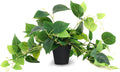 Tiita Artificial Pothos Plant in Pot, 1 Pack for Desk and Shelf Decor