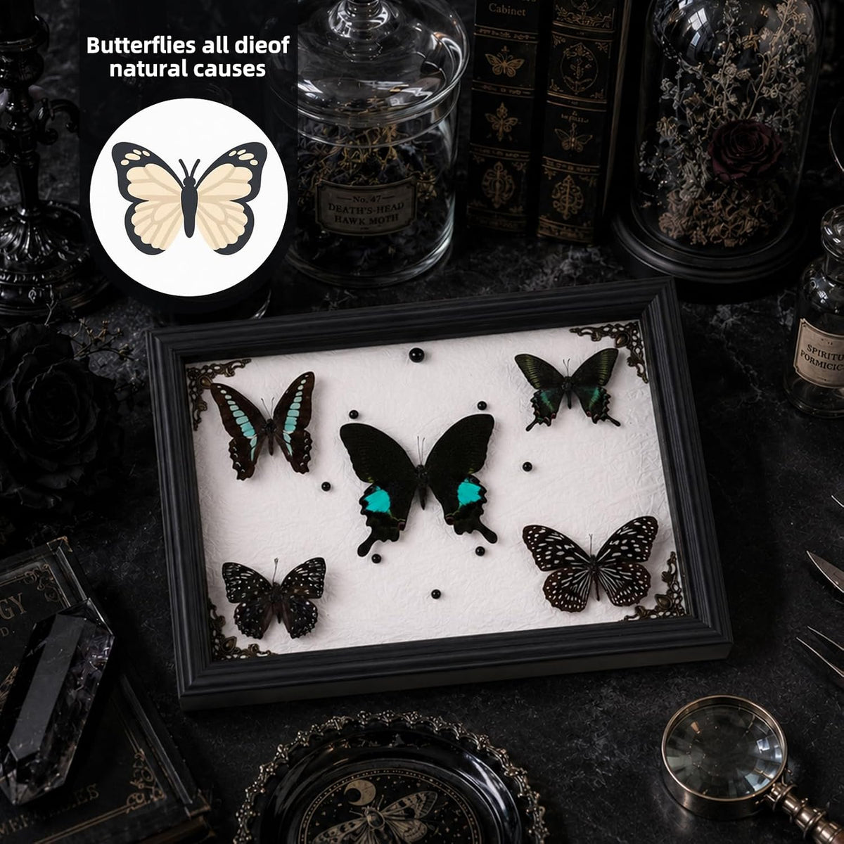 Real Framed Butterfly Specimen Display with 5 Butterflies