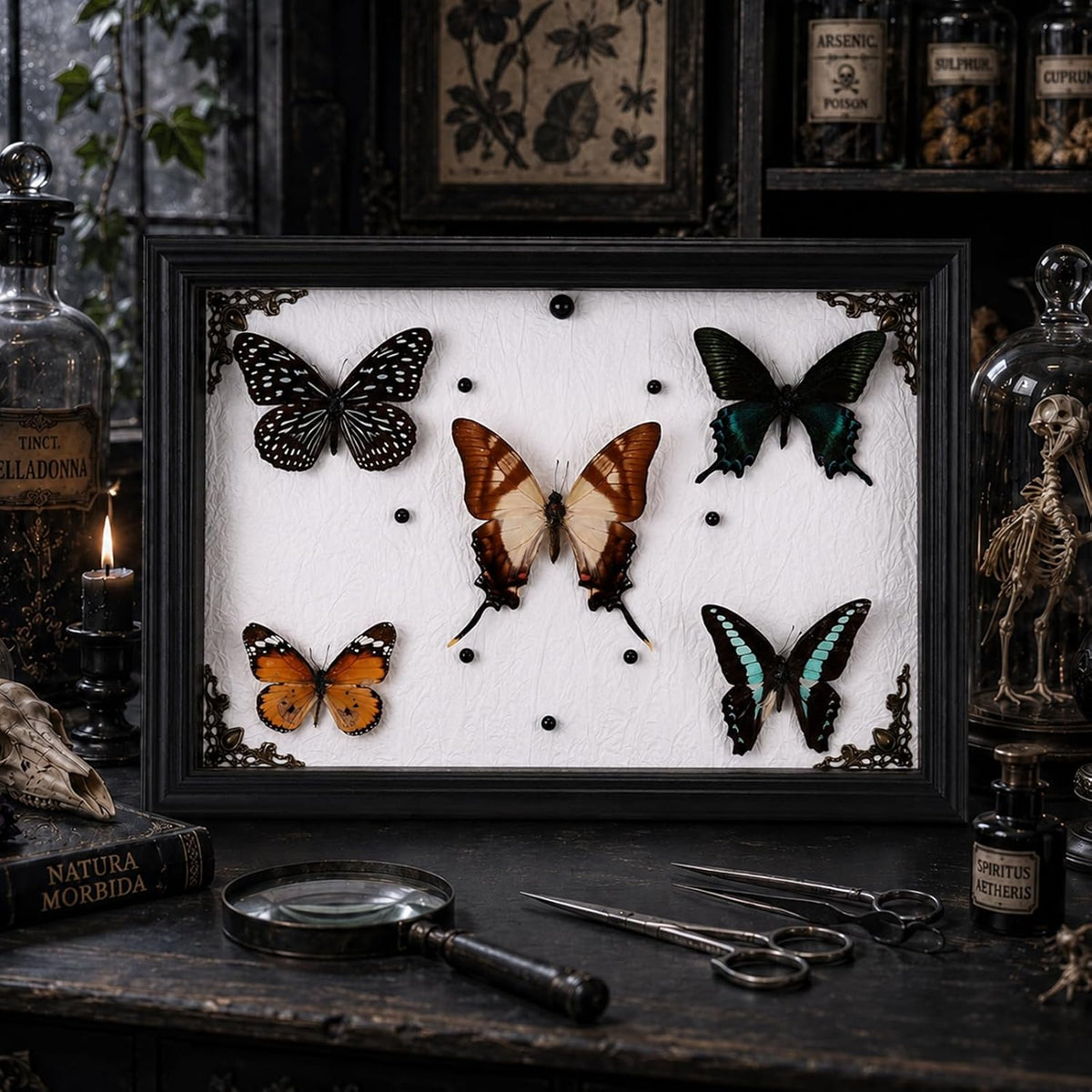 Duxjaqu Real Butterfly Taxidermy Frame with 5 Preserved Butterflies