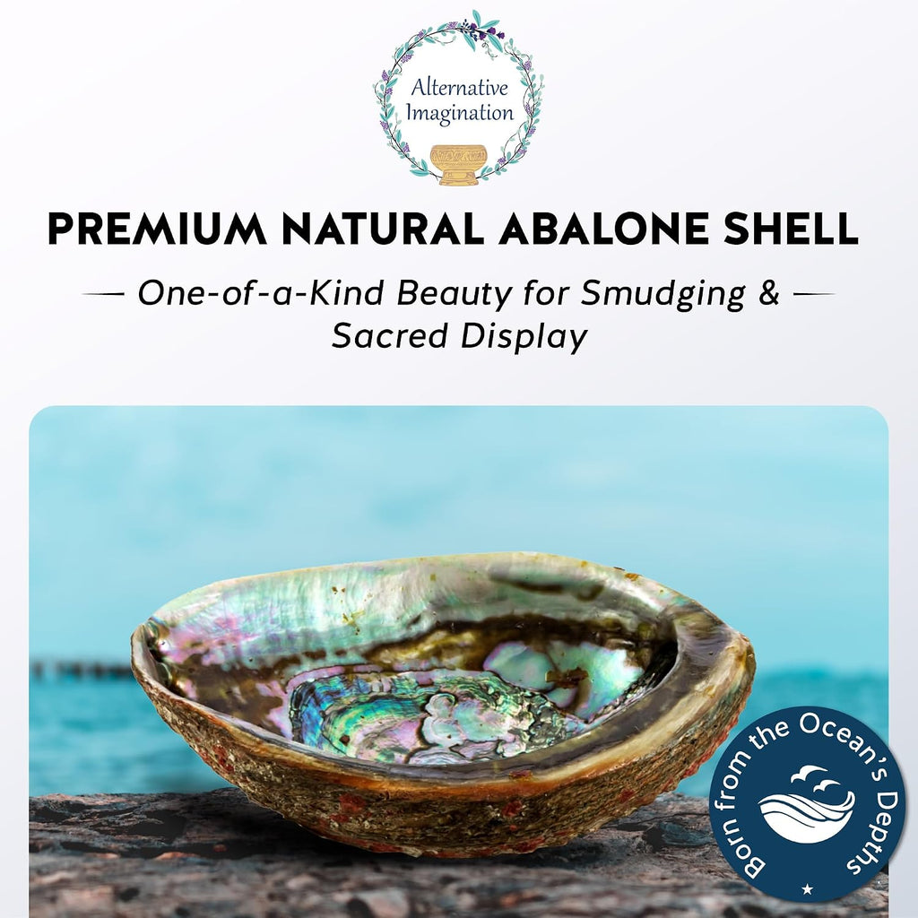 Hand Selected Abalone Shell, 5-Inch+ Polished Smudging & Display Bowl Kit
