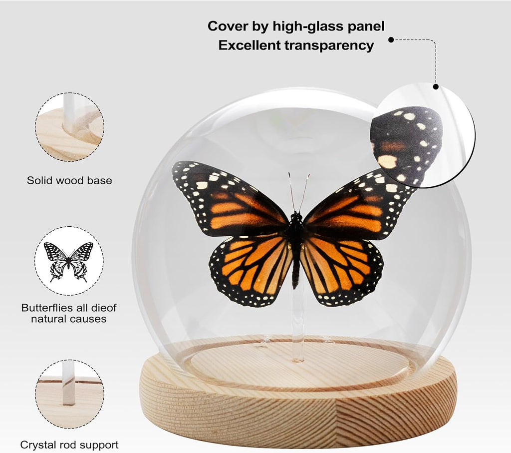 Monarch Butterfly Framed Decoration - Handmade Glass Shadow Box Insect Frame for Butterfly Collectors - Tabletop, Wall Art,Live Room,Gothic Home Decor(Glass Ball)