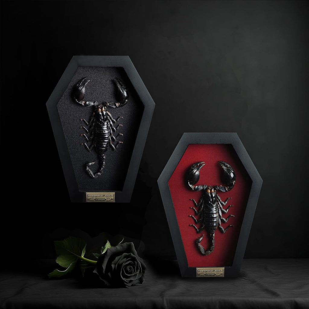 Real Large Scorpion 7" Coffin Gothic Oddities Halloween Decor CF18-51-DE