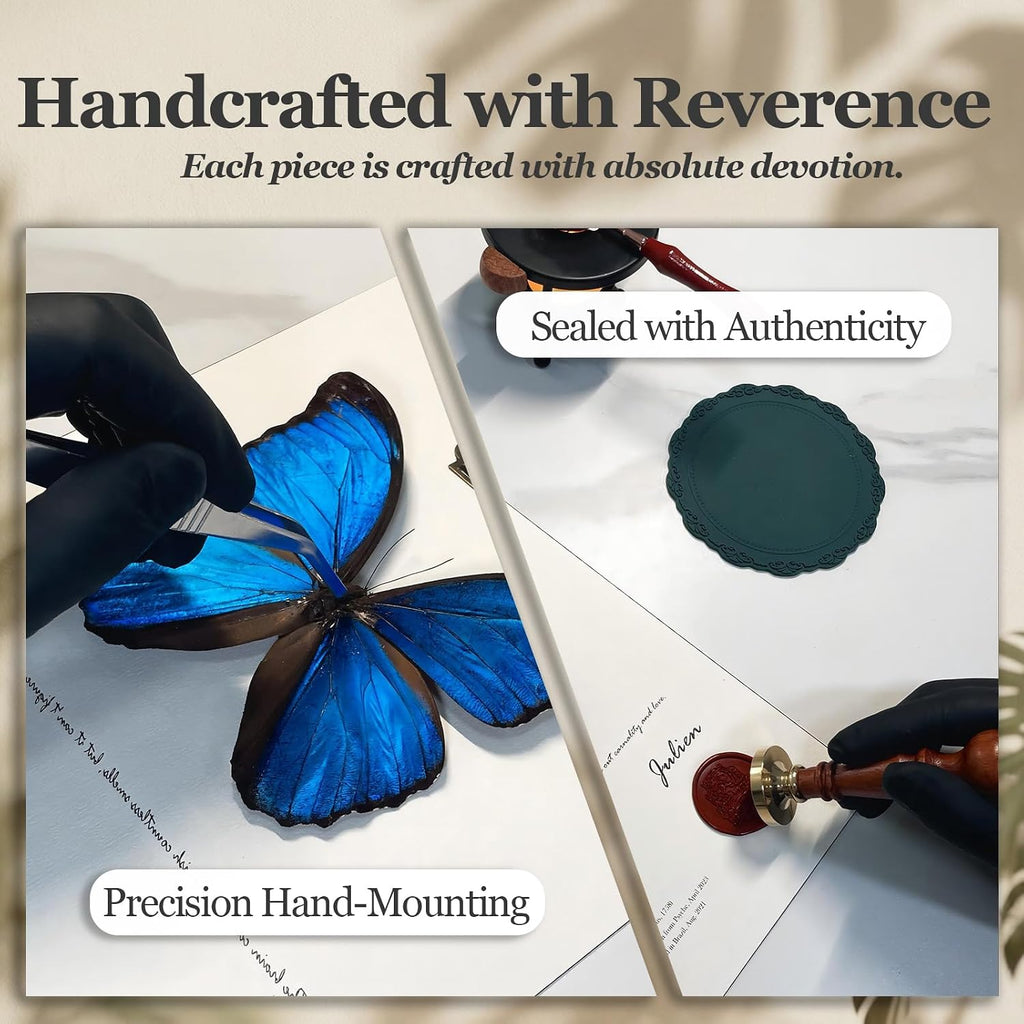 ArsVenciik Real Blue Morpho Butterfly Taxidermy