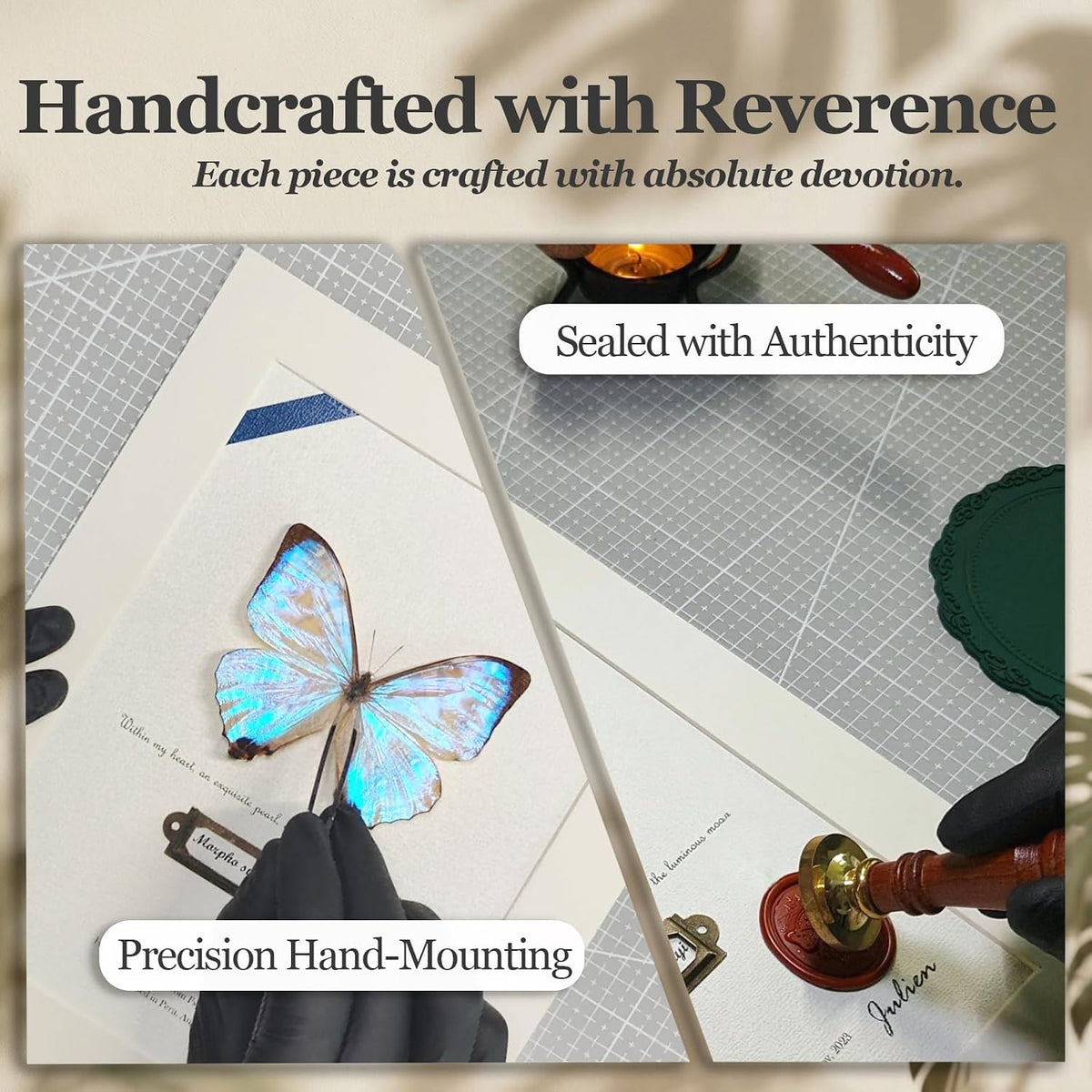 ArsVenciik Real Pearl Morpho Butterfly Taxidermy