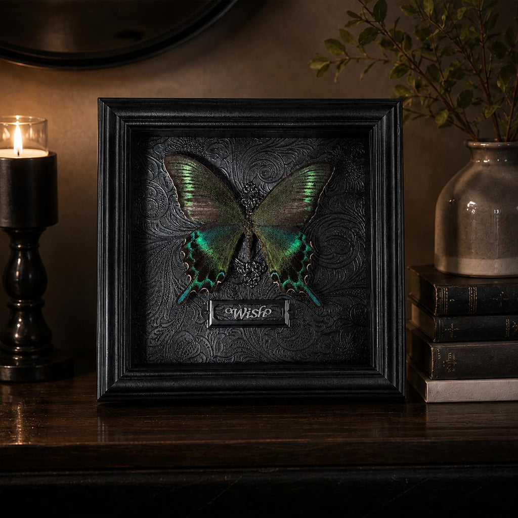 Real Handmade Taxidermy Butterfly Framed Gothic Baroque Art Home Decor