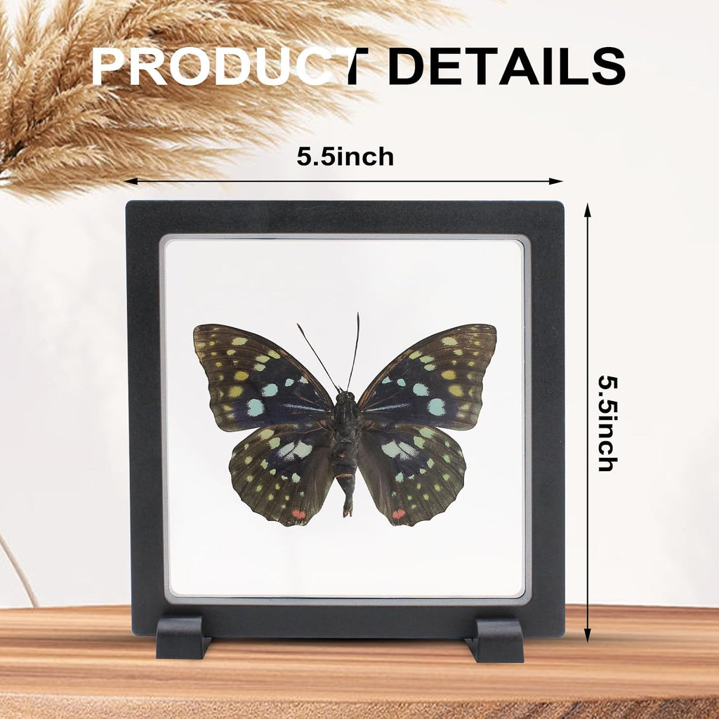 Sasakia charonda Butterfly Framed Decoration - Handmade Taxidermy Butterfly Shadow Box Collection, Framed Butterfly Taxidermy for Gothic Home Decor