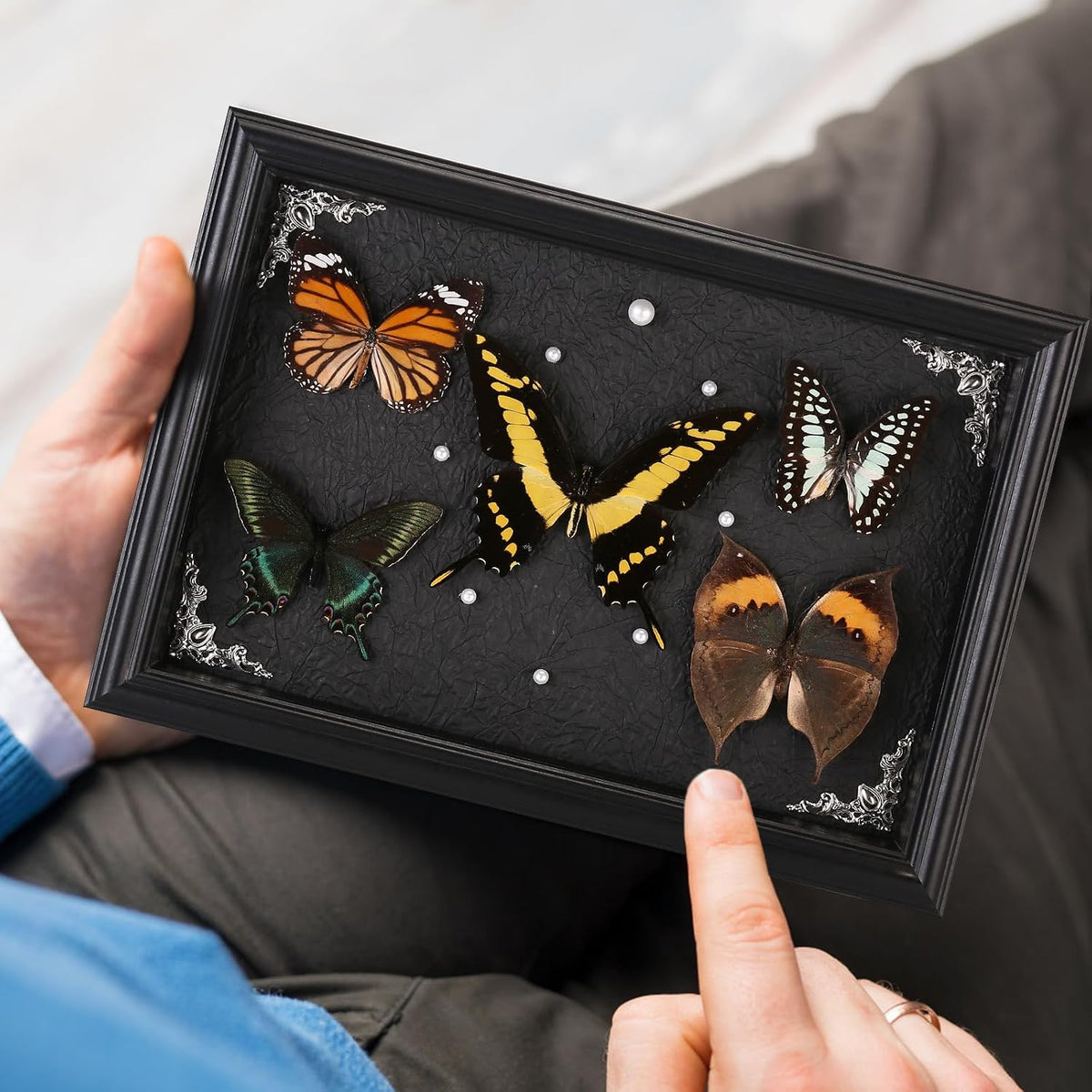 Real Framed Butterfly Taxidermy Collection - Set of 5 in Shadow Box Decor