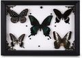 Real Framed Butterfly Taxidermy with 5 Real Butterflies