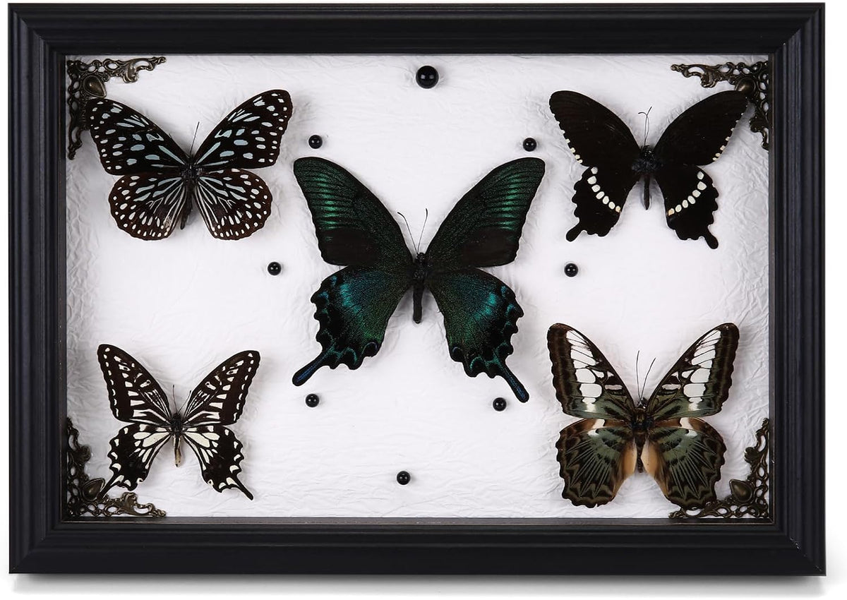 Real Framed Butterfly Taxidermy with 5 Real Butterflies