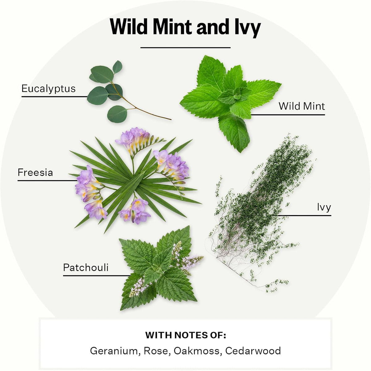 Apotheke Reed Diffuser Liquid Refill, Essential Oil - Wild Mint & Ivy