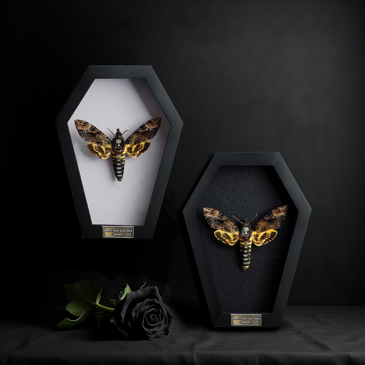 Real Death Head Moth White Skull 7" Coffin Gothic Witchy Gift CF18-01-TR-MT