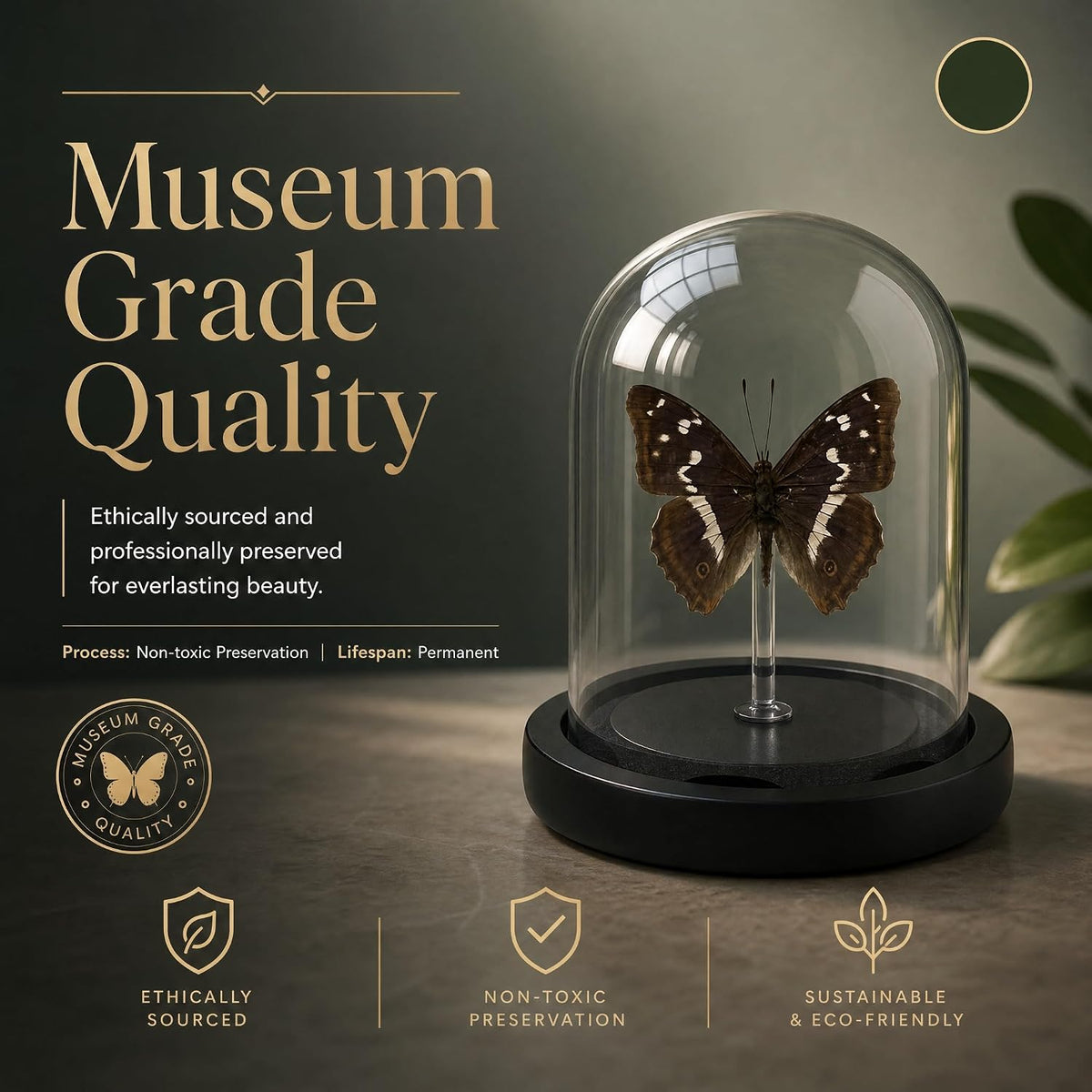 Real Taxidermy Butterfly Specimen Apatura Ilia Shadow Box, Butterfly Gifts for Women Girls with Glass Cover, Butterfly Decor for Bedroom Office Living Room Desk