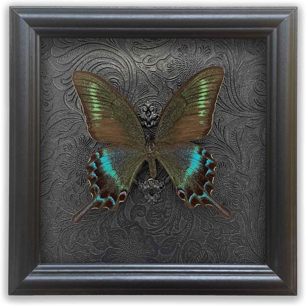 Real Framed Butterfly Specimen Shadow Box Taxidermy,Gothic Wall Decor, Taxidermy Butterfly Shadow Box Frame, Insect Taxidermy for Gothic Home Decor