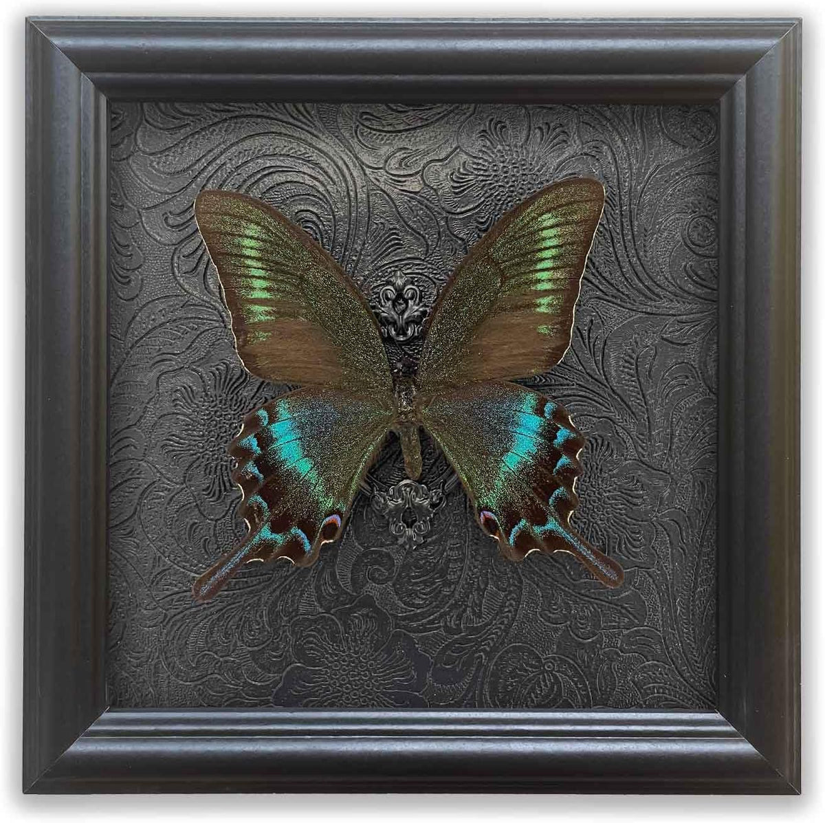 Real Framed Butterfly Specimen Shadow Box Taxidermy,Gothic Wall Decor, Taxidermy Butterfly Shadow Box Frame, Insect Taxidermy for Gothic Home Decor
