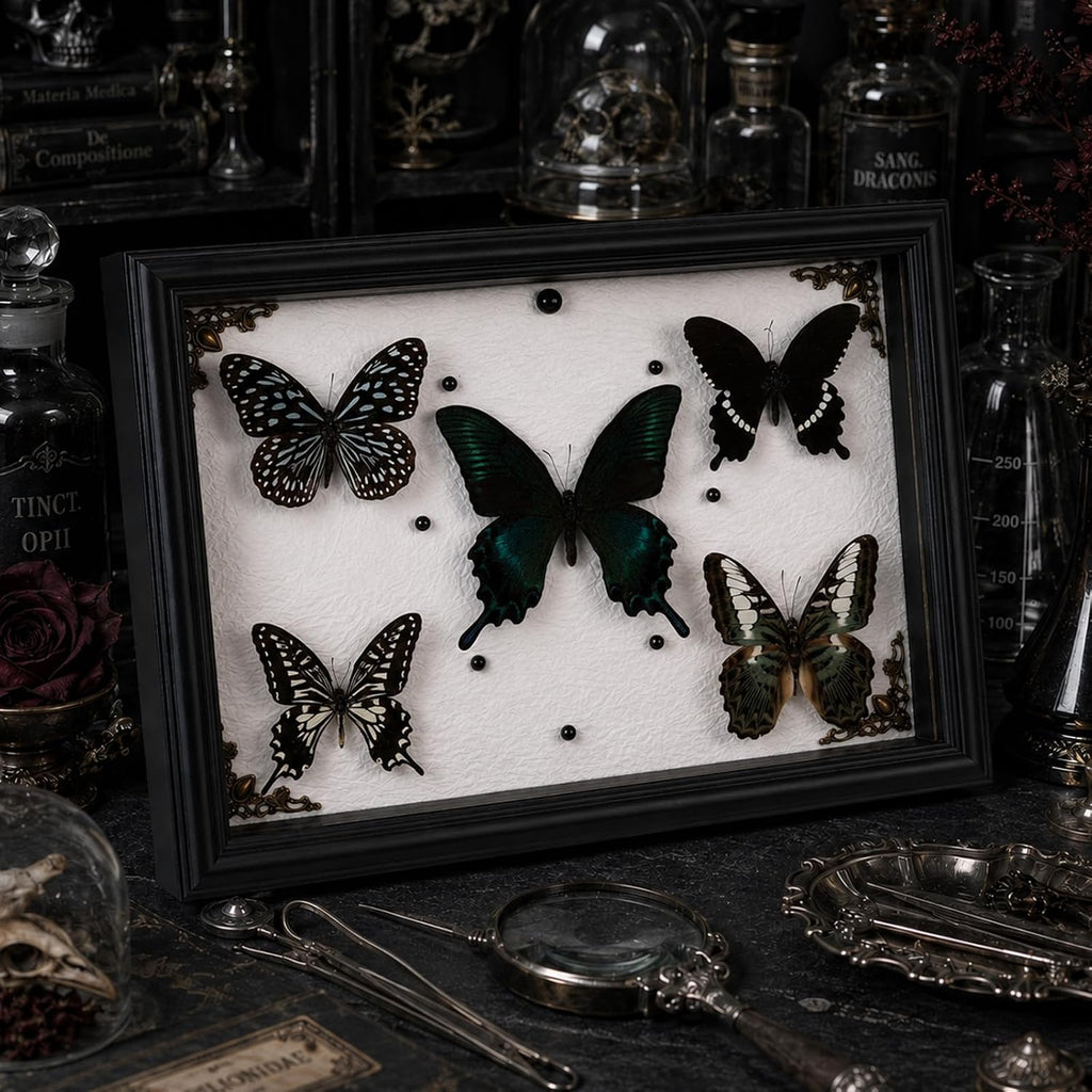 Real Framed Butterfly Taxidermy with 5 Real Butterflies