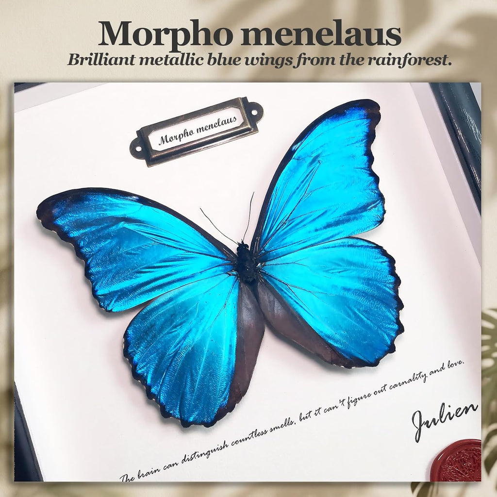 ArsVenciik Real Blue Morpho Butterfly Taxidermy