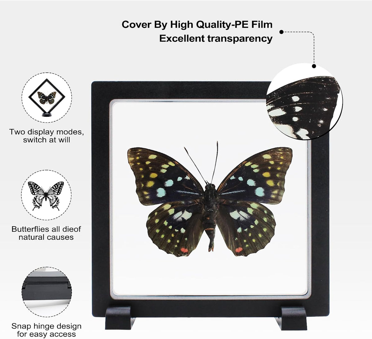 Sasakia charonda Butterfly Framed Decoration - Handmade Taxidermy Butterfly Shadow Box Collection, Framed Butterfly Taxidermy for Gothic Home Decor