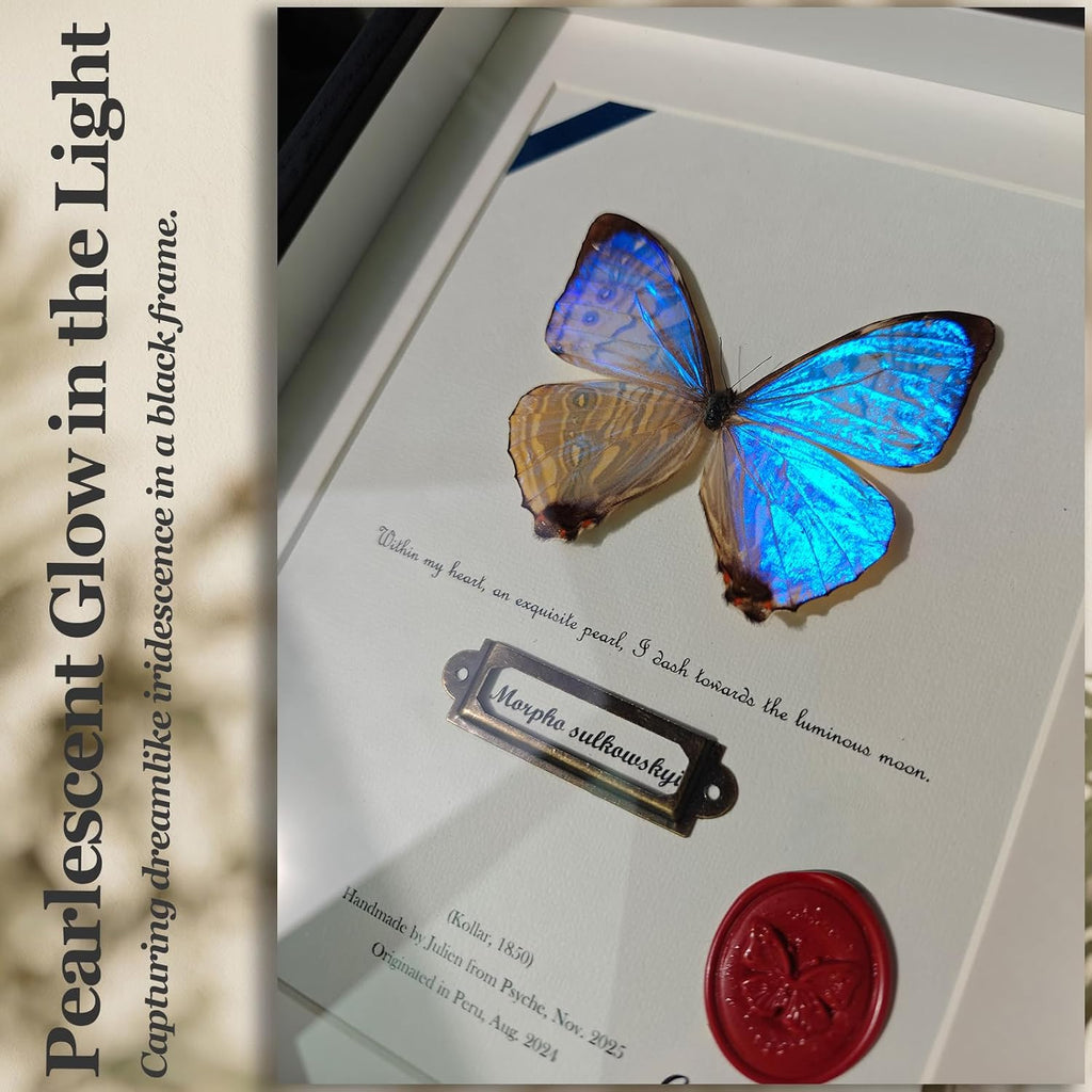 ArsVenciik Real Pearl Morpho Butterfly Taxidermy