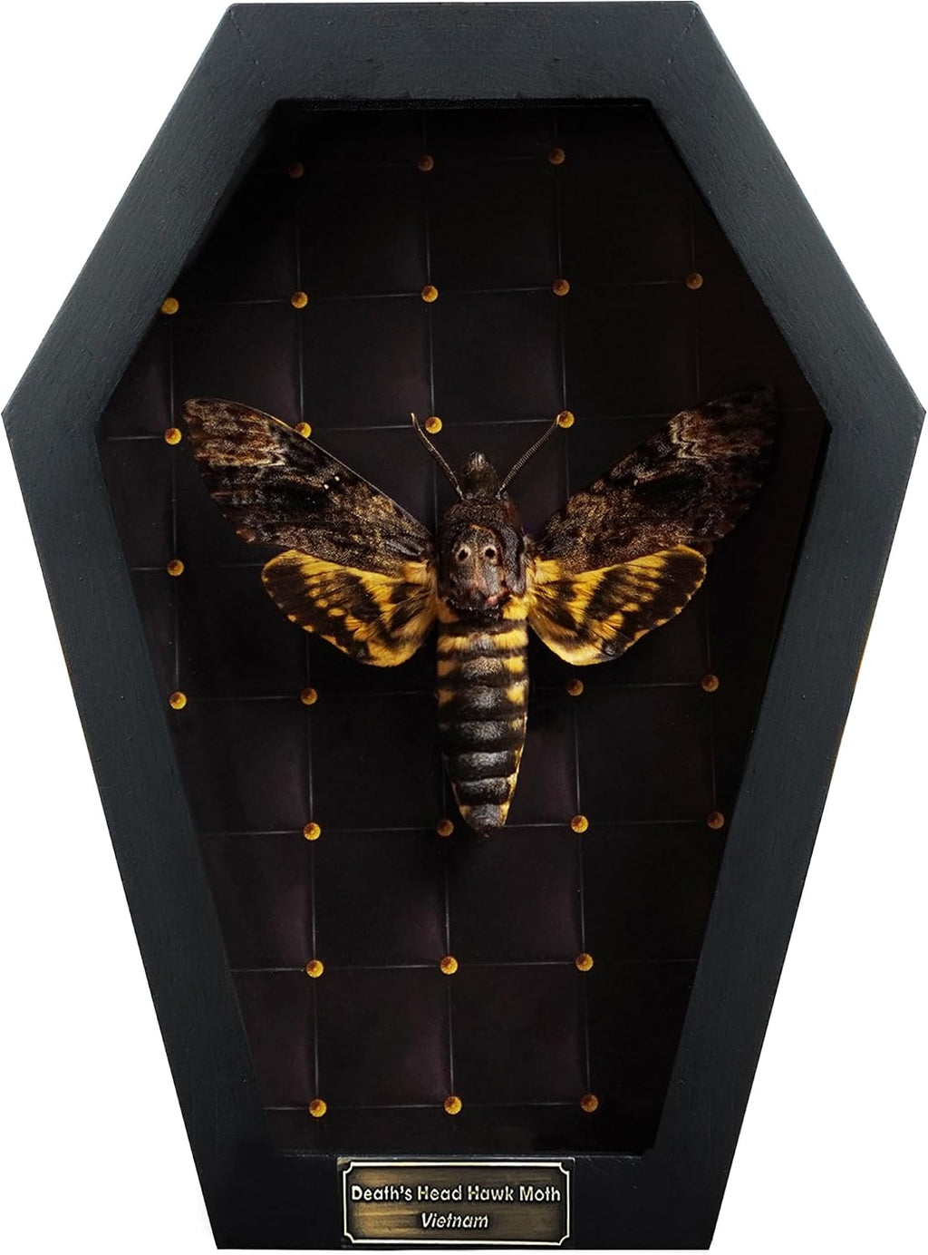 Real Death Head Moth 7" Coffin Frame Acherontia Gothic Taxidermy CF18-01-NE