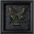 Real Handmade Taxidermy Butterfly Framed Gothic Baroque Art Home Decor