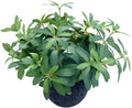 AlphaAcc 9.5" Artificial Olive Plant Black Pot Indoor Tabletop Decor