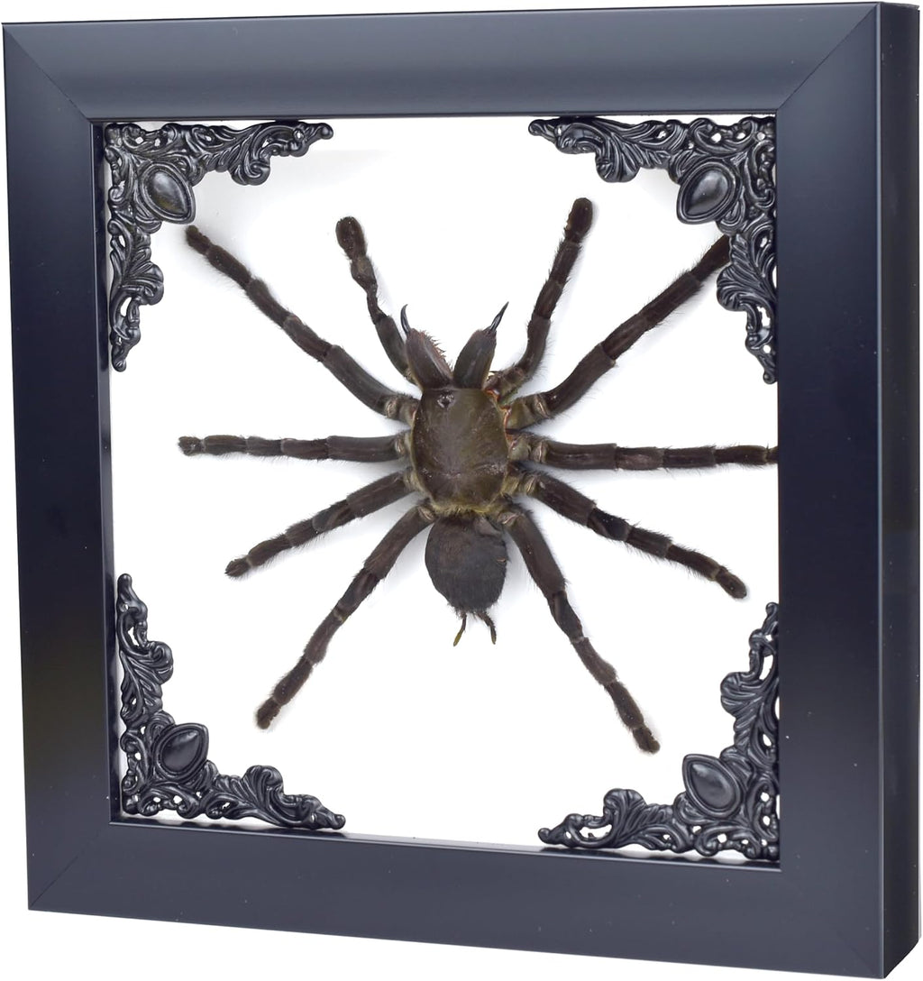 Tarantula or Leaf Insect in Gothic Shadow Box Frame | 𝗚𝗢𝗧𝗛𝗜𝗖 𝗧𝗔𝗫𝗜𝗗𝗘𝗥𝗠𝗬 | Witch & Halloween Décor for Bedroom | Goth Home Décor (Tarantula)