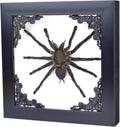 Tarantula or Leaf Insect in Gothic Shadow Box Frame | 𝗚𝗢𝗧𝗛𝗜𝗖 𝗧𝗔𝗫𝗜𝗗𝗘𝗥𝗠𝗬 | Witch & Halloween Décor for Bedroom | Goth Home Décor (Tarantula)