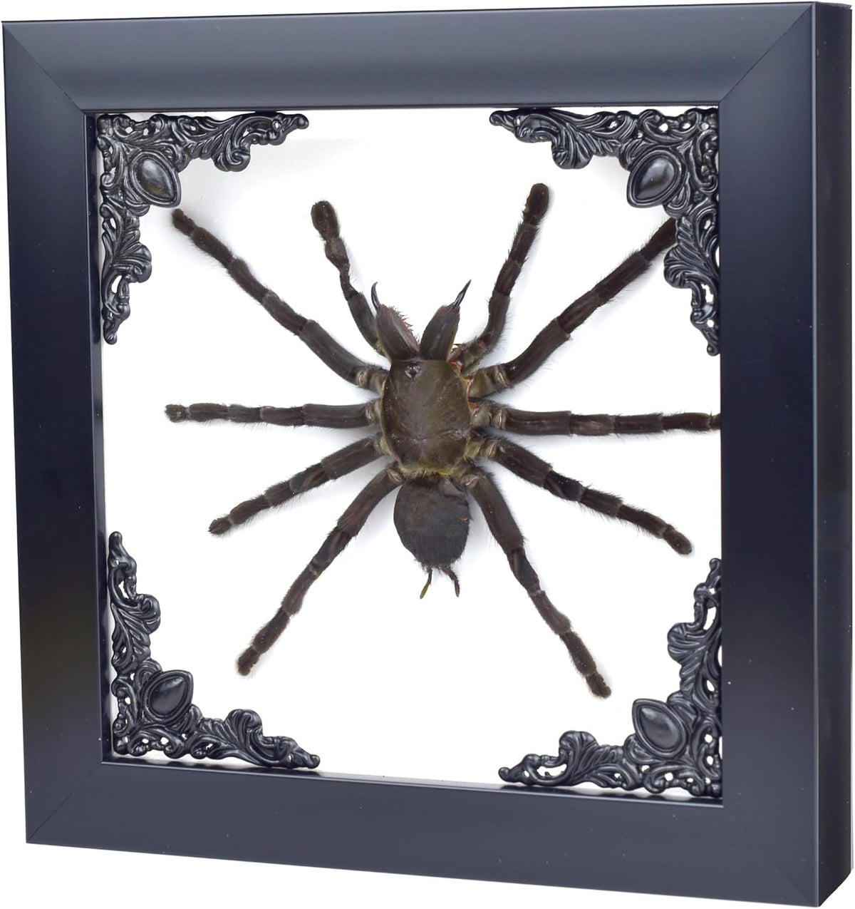 Tarantula or Leaf Insect in Gothic Shadow Box Frame | 𝗚𝗢𝗧𝗛𝗜𝗖 𝗧𝗔𝗫𝗜𝗗𝗘𝗥𝗠𝗬 | Witch & Halloween Décor for Bedroom | Goth Home Décor (Tarantula)