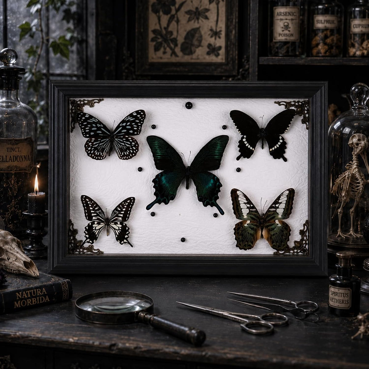 Real Framed Butterfly Taxidermy with 5 Real Butterflies