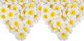SallyFashion 50PCS 2.7" Foam Plumeria Flower Heads, Tropical Artificial Hawaiian Frangipani for Hair Hat Wreath, DIY Crafts, Spring Wedding Decor (Pack of 2)