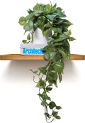 MY ROVALA Silk Plants for Home Decor Indoor in Pot Realistic Artificial Plants Hanging Faux Plants Indoor Fake Potted Plants for Shelves Bedroom Bathroom Trailing Plant, Fake Pothos Ivy (Dark Green)