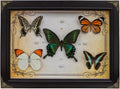 Nature's Palette 5 Real Butterfly Taxidermy Shadow Box Gift Set (10x13.4")