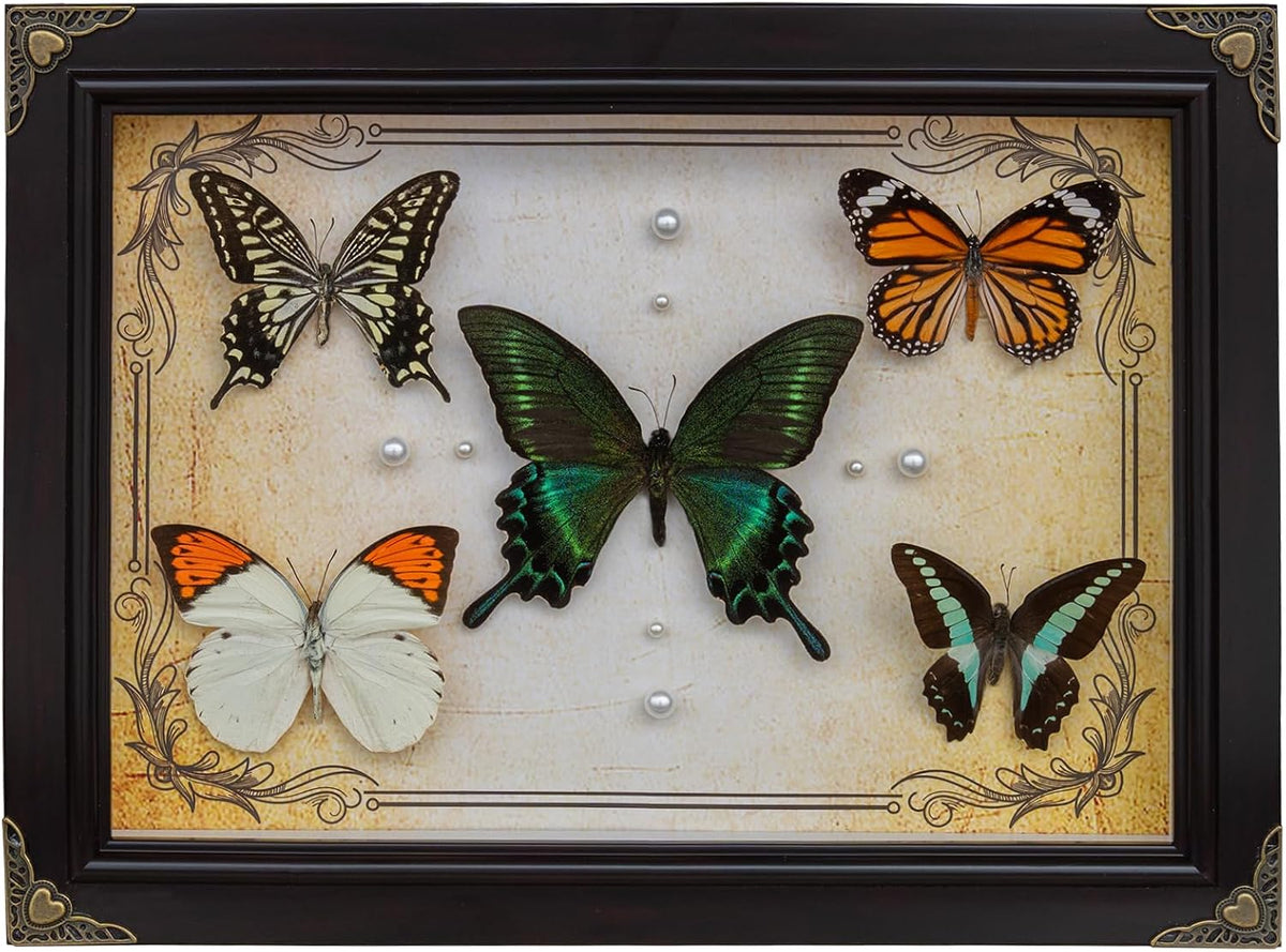 Nature's Palette 5 Real Butterfly Taxidermy Shadow Box Gift Set (10x13.4")