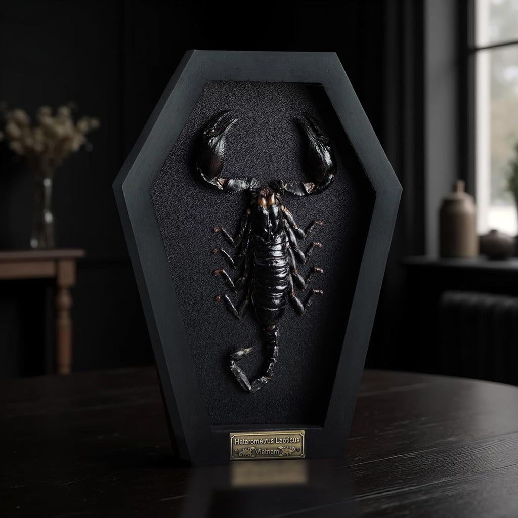 Real Large Scorpion 7" Coffin Gothic Oddities Halloween Decor CF18-51-DE
