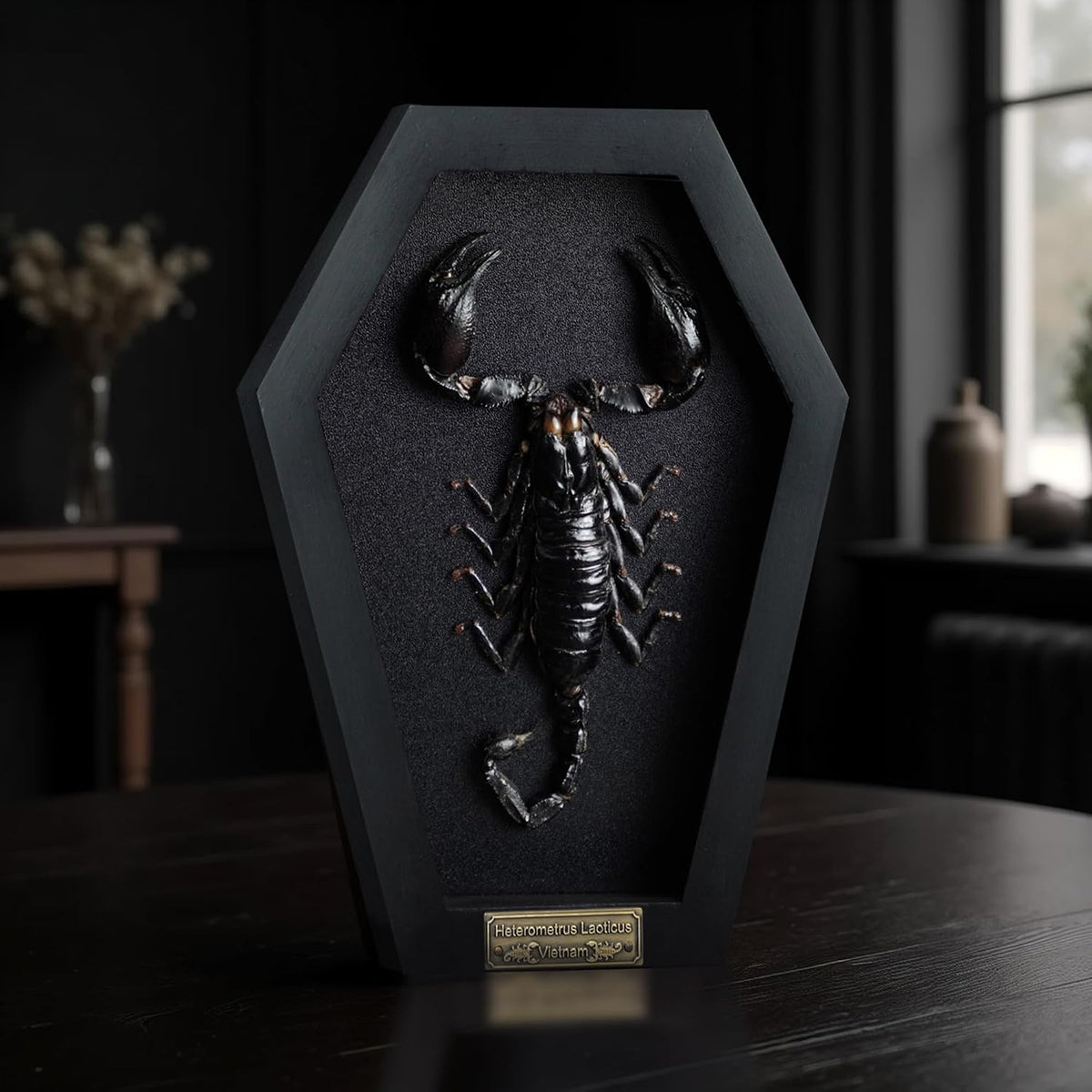 Real Large Scorpion 7" Coffin Gothic Oddities Halloween Decor CF18-51-DE