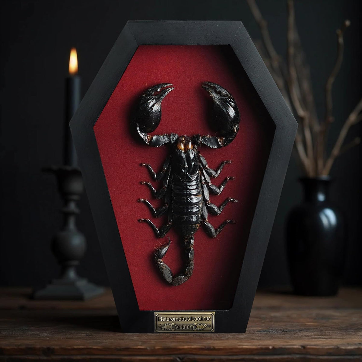 Real Large Scorpion 7" Coffin Gothic Oddities Halloween Decor CF18-51-DO