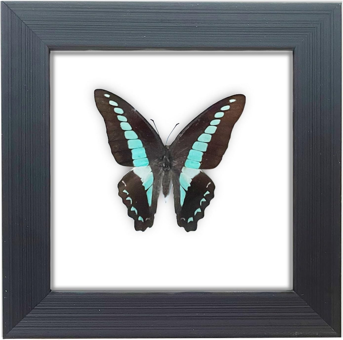 Handcrafted Real Butterfly Framed Taxidermy Shadow Box Collection for Oddities and Curiosities Wall Décor,Real Butterfly Specimen for Science Class,Educational Displays,and Insect Lovers