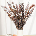16 Pcs Dried Orange Eucalyptus Stems, 17" Preserved Eucalyptus Shower Plant