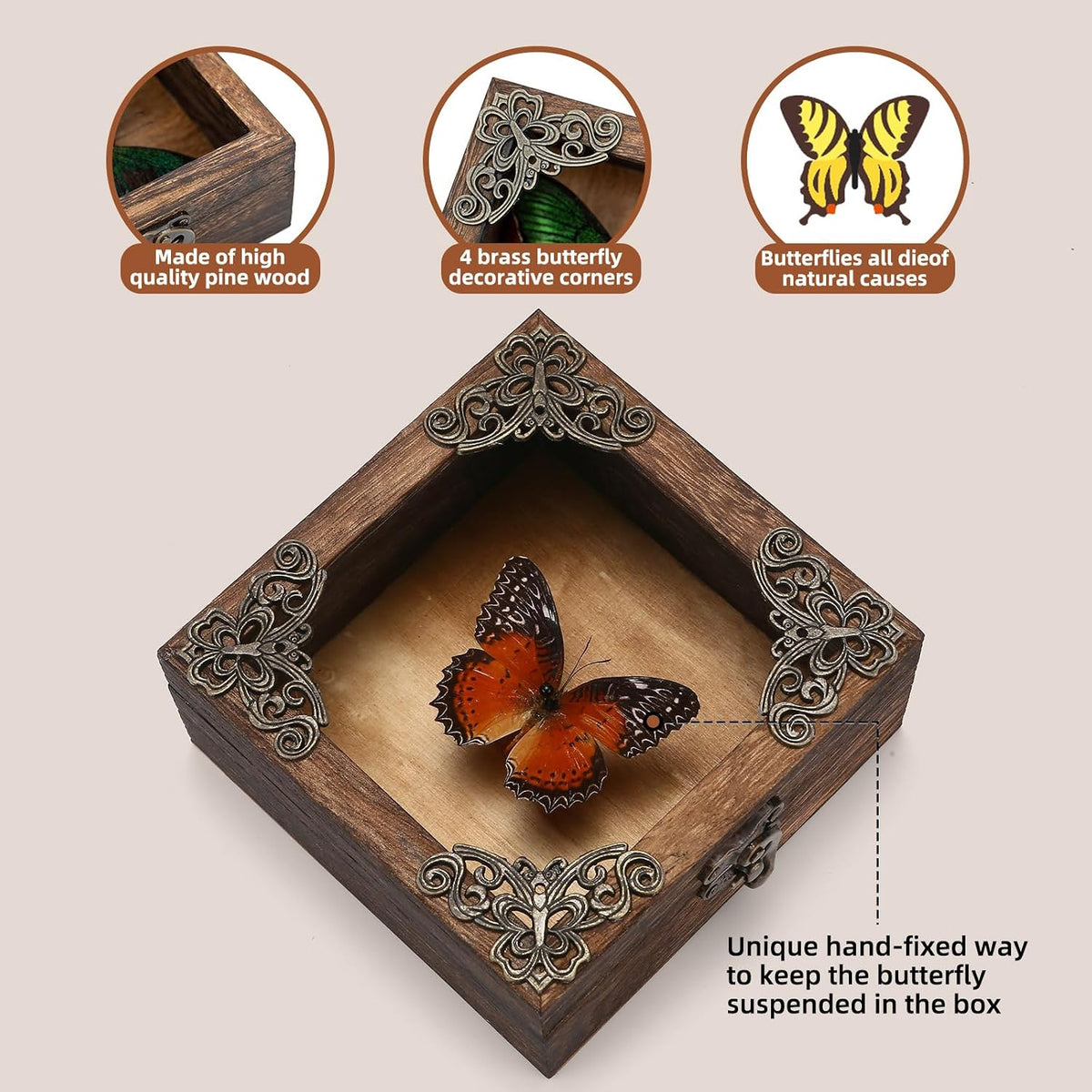 Real Taxidermy Butterfly Shadow Box Red Saw Nymphalid