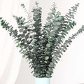20 Pcs Dried Eucalyptus Stems, 17'' Real Greenery Leaves for Shower Hanging