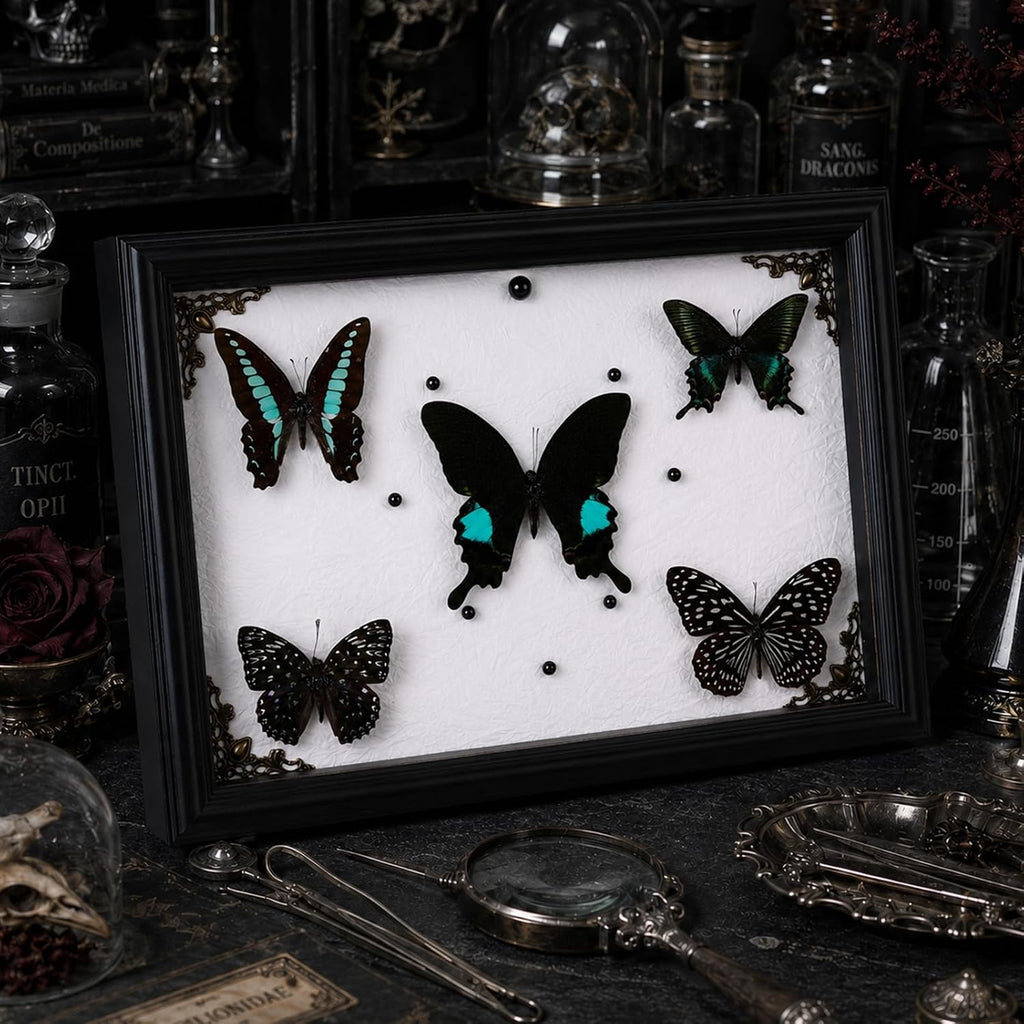 Real Framed Butterfly Specimen Display with 5 Butterflies