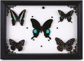 Real Framed Butterfly Specimen Display with 5 Butterflies