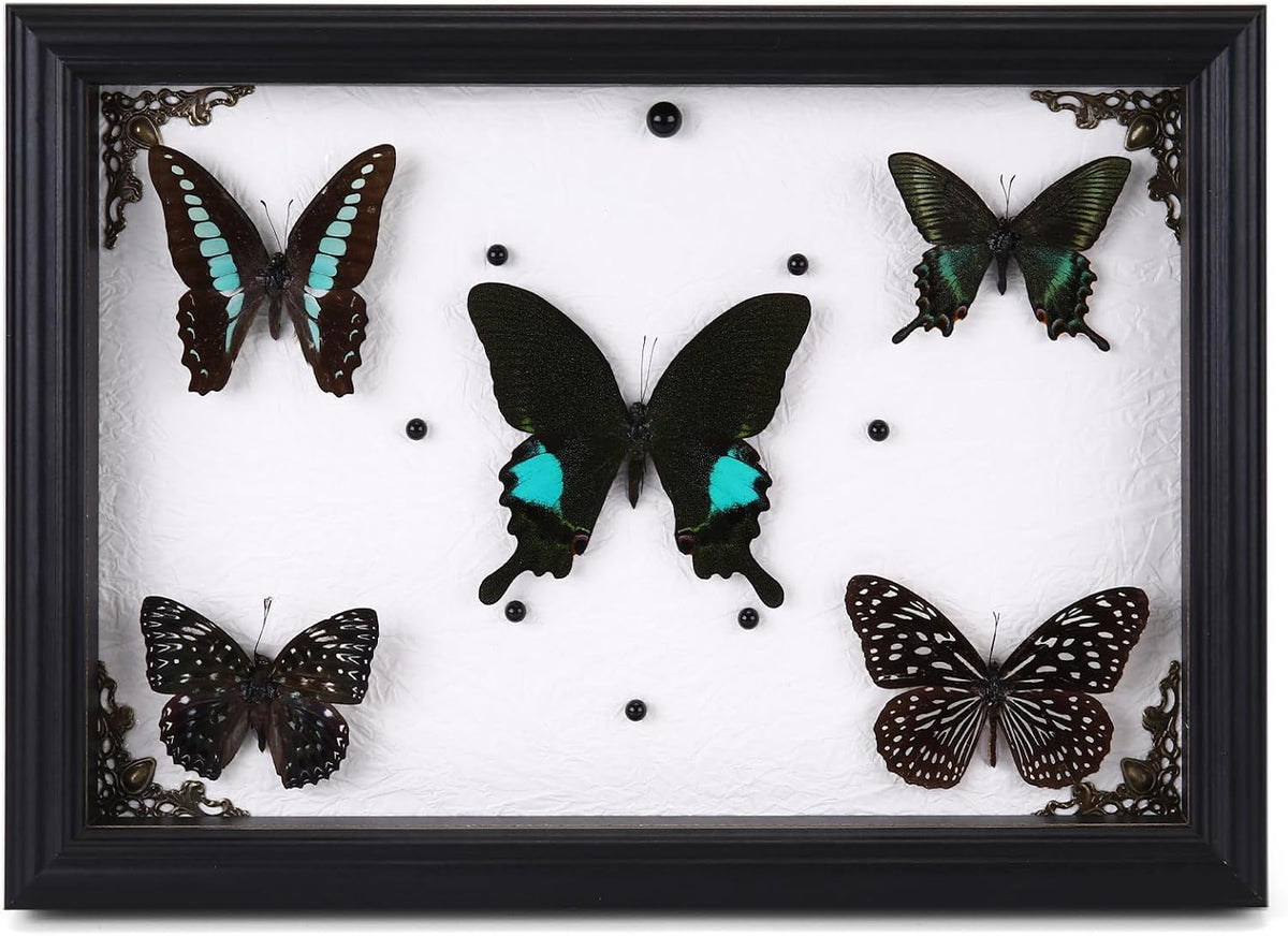 Real Framed Butterfly Specimen Display with 5 Butterflies