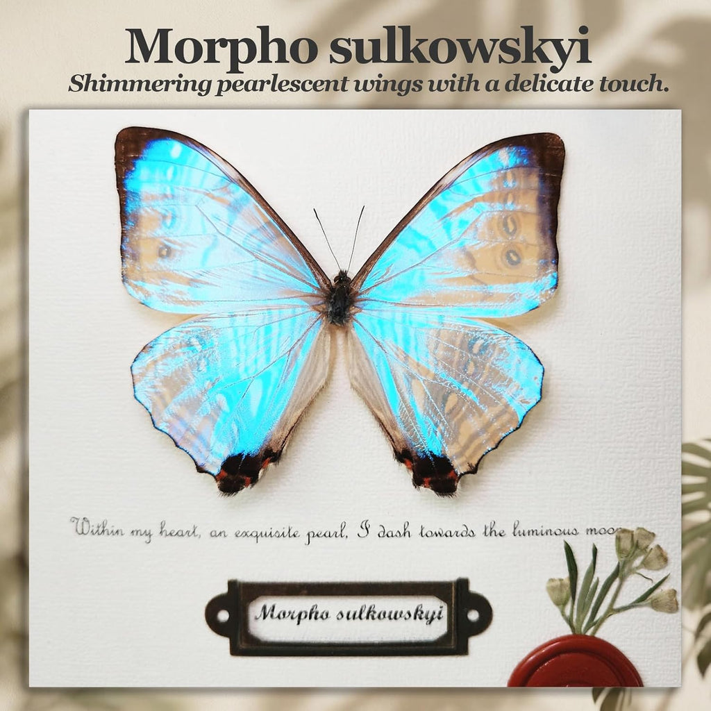 ArsVenciik Real Pearl Morpho Butterfly Taxidermy