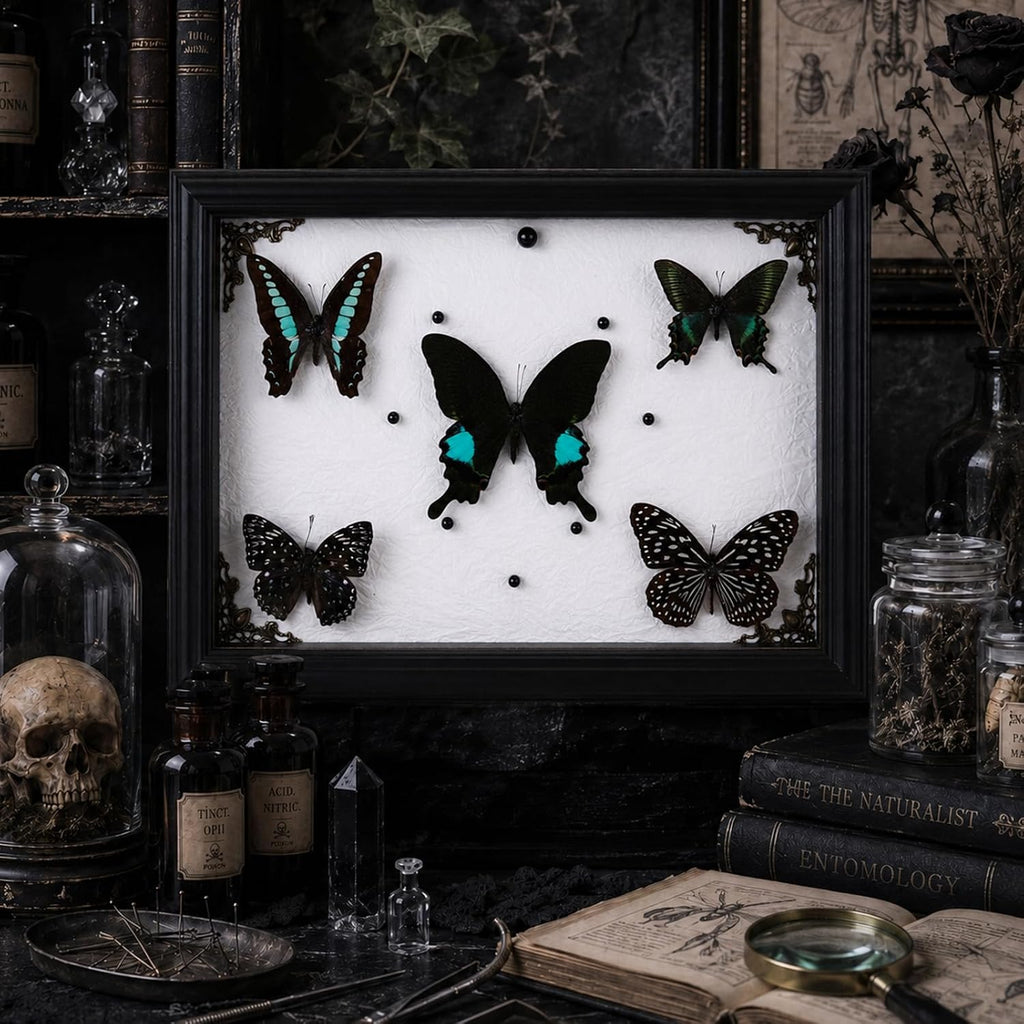 Real Framed Butterfly Specimen Display with 5 Butterflies