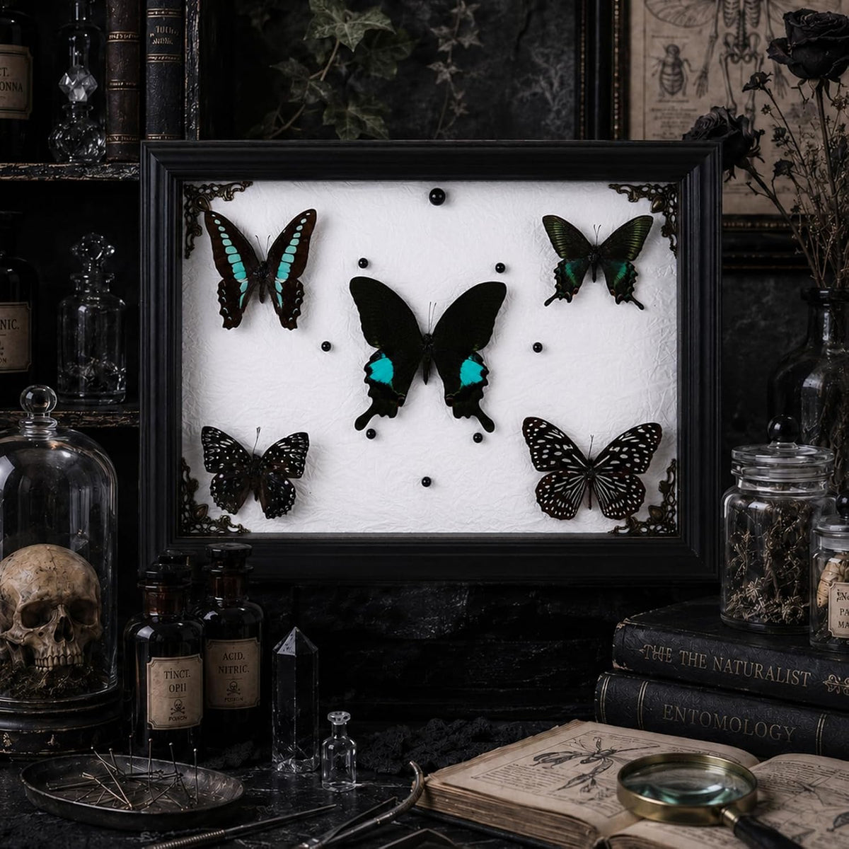 Real Framed Butterfly Specimen Display with 5 Butterflies